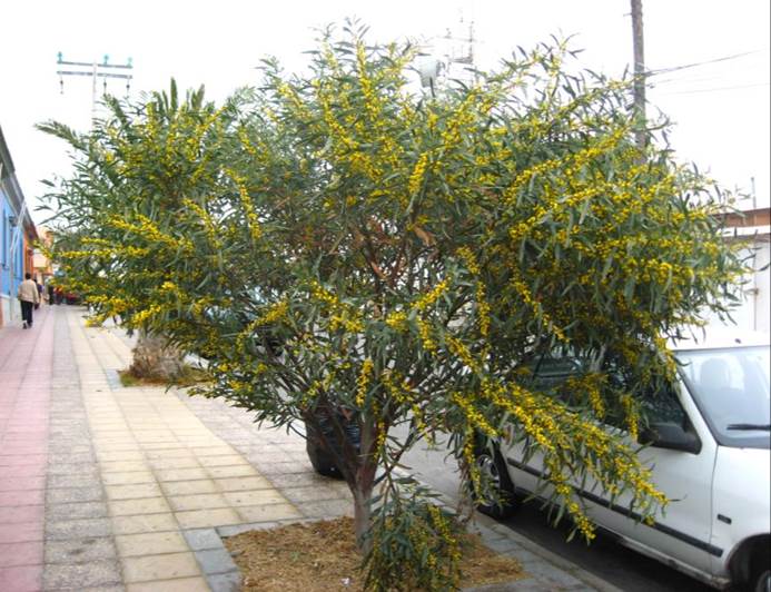 Descripción: Descripción: D:\JM-disco duro\Vasculares x familia-todas\angiospermas-fotos-icon-textos\Fabaceae\FABACEAE EXOTICAS\Acacia saligna FJMB (2).JPG